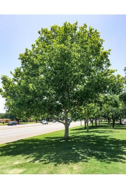 Платан кленолистий